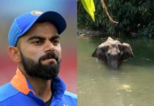 Virat Kohli Appalled After Elephant’s Unfortunate Demise In Kerala Virat Kohli Appalled After Elephant’s Unfortunate Demise In Kerala