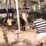 A Video Of Elephant Paying Cricket Went Viral- Sehwag and Michael Vaughan react to it